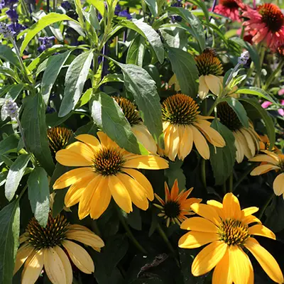 Drought-Tolerant Plants