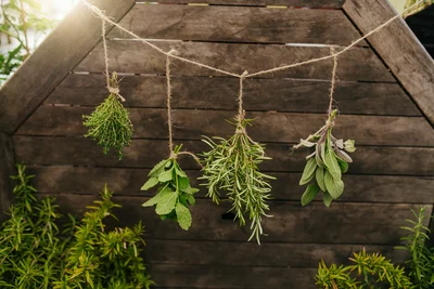 Drying Herbs