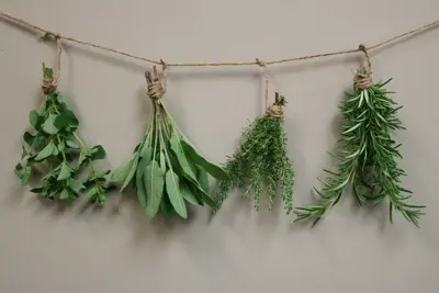 Drying Herbs