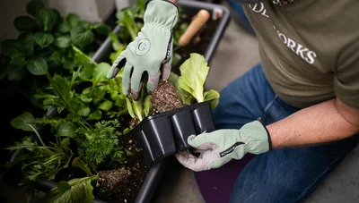 Early Season Veggies & Succession