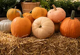 Edible Pumpkins
