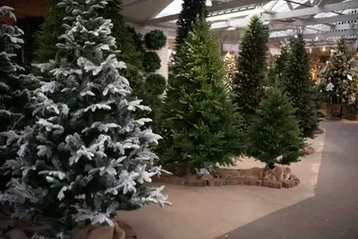 Choosing the Perfect Tree