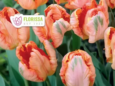 Exciting New Spring Bulbs