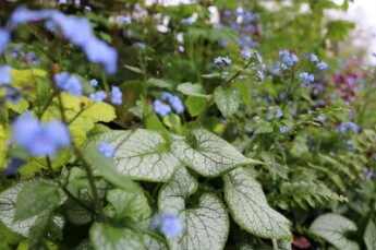 Fall Perennial Maintenance