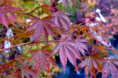 Fall Tips for Trees and Shrubs