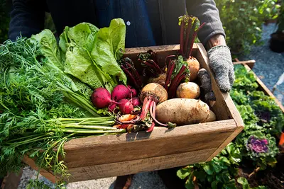 Fall Vegetable Gardening