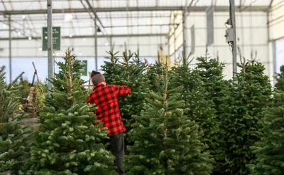 Fresh Cut Christmas Trees at GARDENWORKS