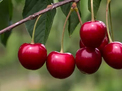 Fruit Trees for Containers and Gardens