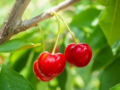 Fruit Trees for Containers and Gardens