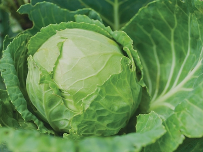 Garden Frenemies: What to NOT Plant Together