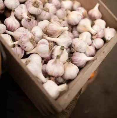 Garlic