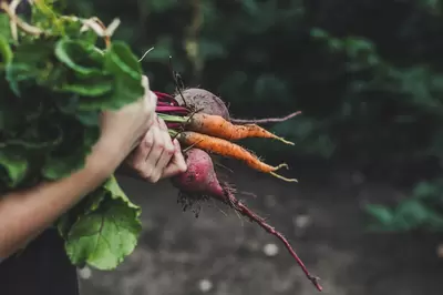 Get Into Veganuary: Vegan Gardening Tips