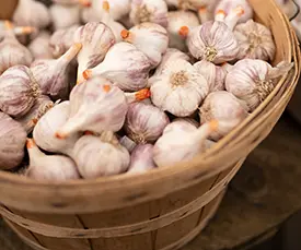 Growing Great Garlic