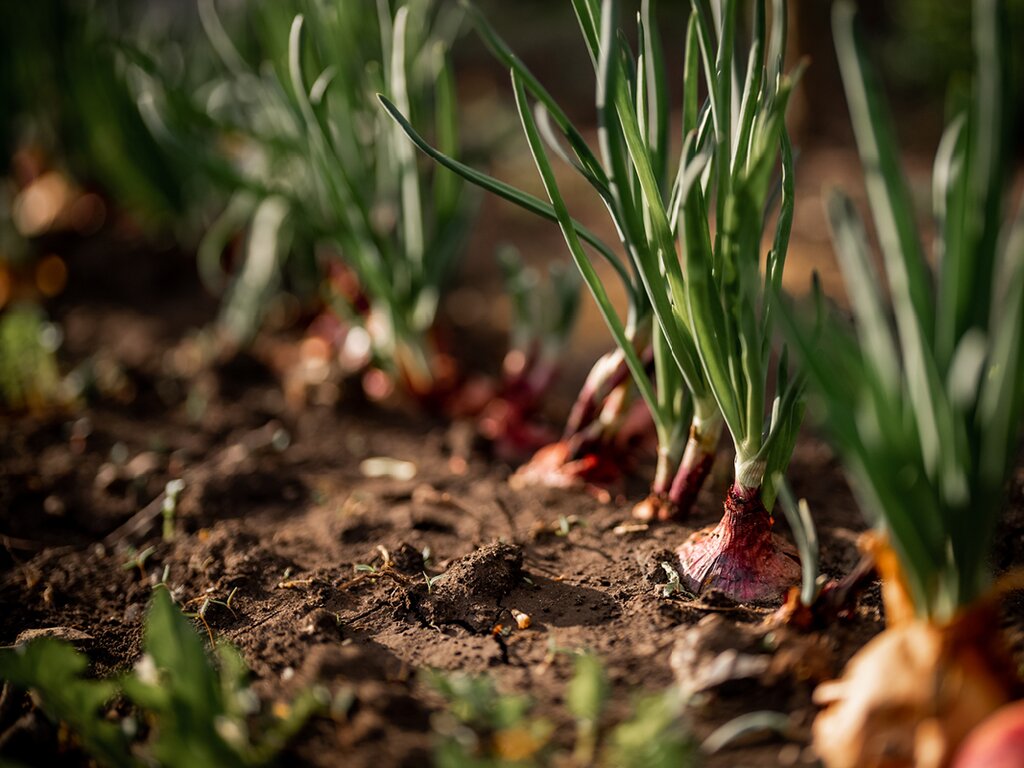 GARDENWORKS | Your Source for Latest Gardening News and Tips - Gardenworks