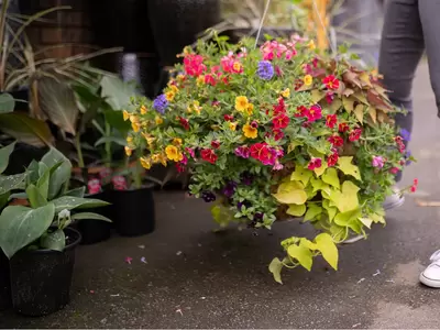 Hanging Basket Recipes