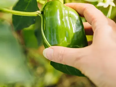 Hot Weather Veggies