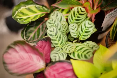 Houseplant Calathea