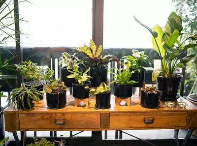 How To Care for Houseplants