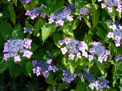 Hydrangea Species Guide