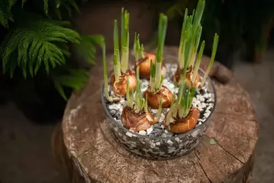 Indoor Forcing Bulbs