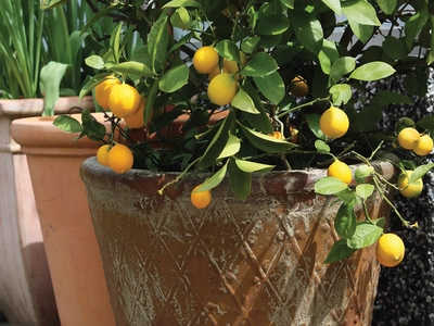 Indoor Plants on the Patio