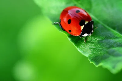 Let's Go Ladybugs!