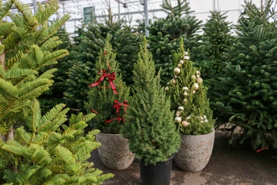 Living Christmas Tree Care