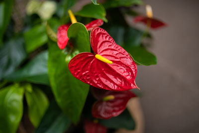Living Gifts for Valentine’s Day