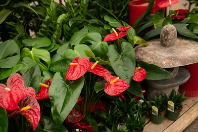 Lucky Flowers for Your Lunar New Year Zodiac