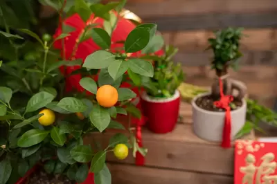 Lucky Plants for an Auspicious New Year