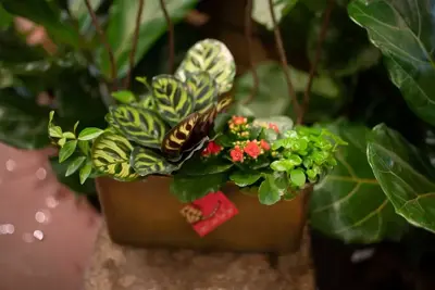 Lucky Plants for an Auspicious New Year