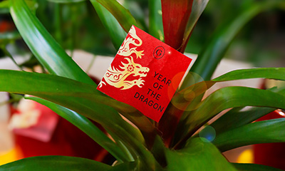 Lucky Plants for Lunar New Year