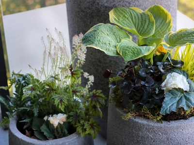 Perennials for the Patio