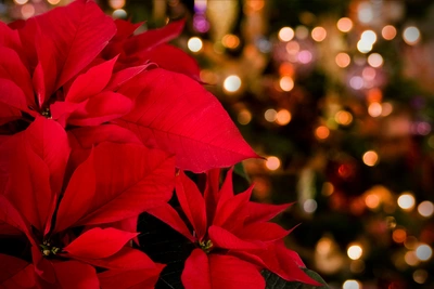 Poinsettia Care Guide