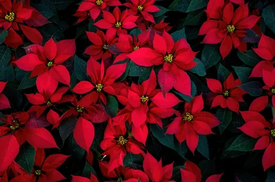 Poinsettia Care Guide