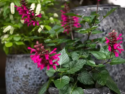 Pollinators in the Garden 