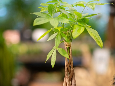 Popular Houseplant: The Money Tree