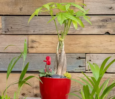 Popular Houseplant: The Money Tree