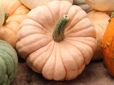 Porch to Plate: Edible Pumpkin Guide