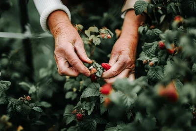 Pruning Raspberries