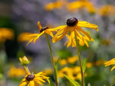 Rudbeckia, Echinacea and Gaillardia 