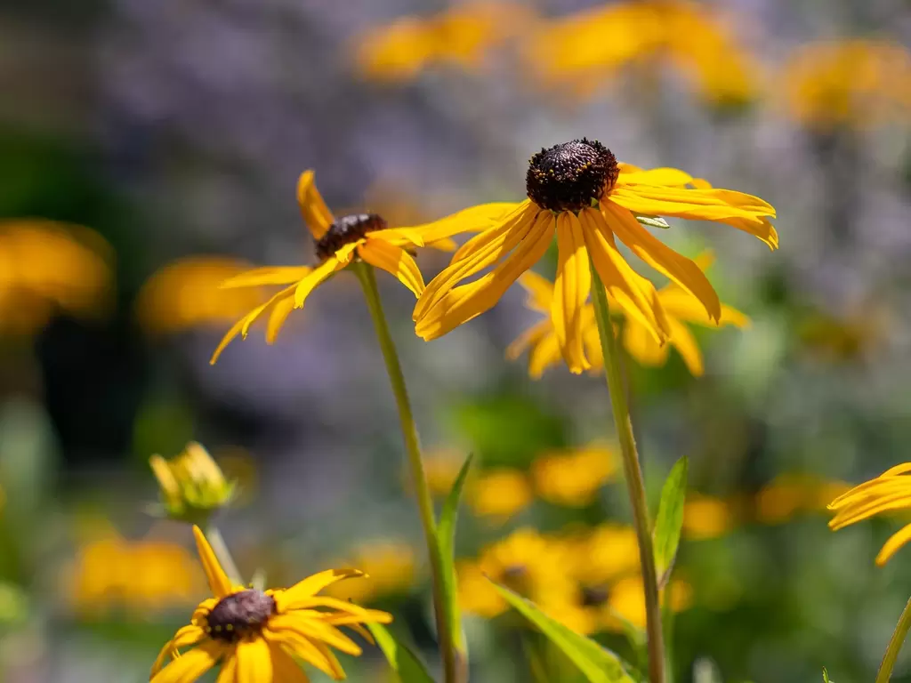 Image of Gaillardia and Black-eyed Susans