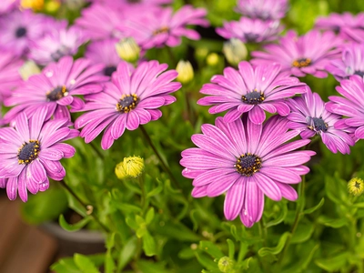 Sage Advice on Cool Spring Planting