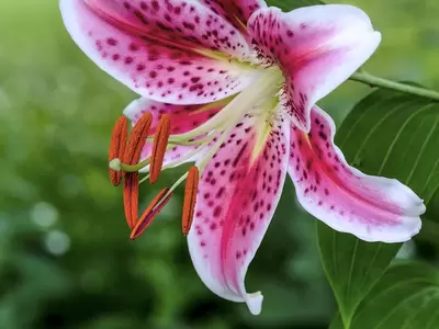 Selecting and Growing Lilies
