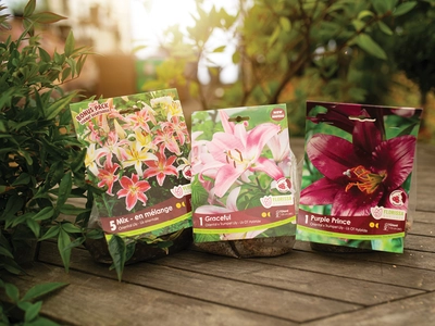 Selecting and Growing Lilies