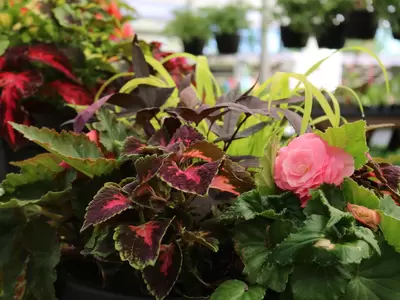 Shade Gardening