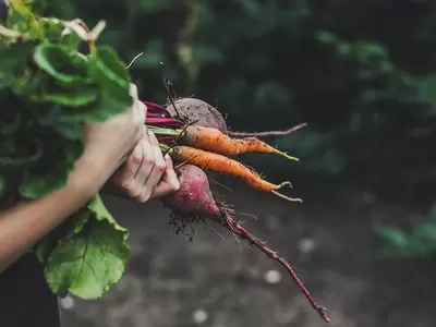 Sowing Seeds in the Garden