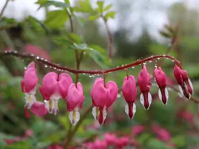 Spring Blooming Perennials