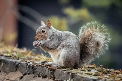 Squirrels in Your Garden