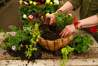 Starting Hanging Baskets